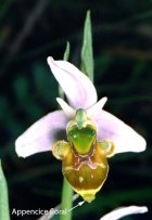 Ophrys scolopax