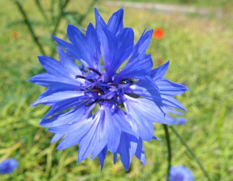 Centaurea cyanus