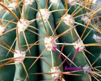 areole cactus