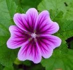 malva