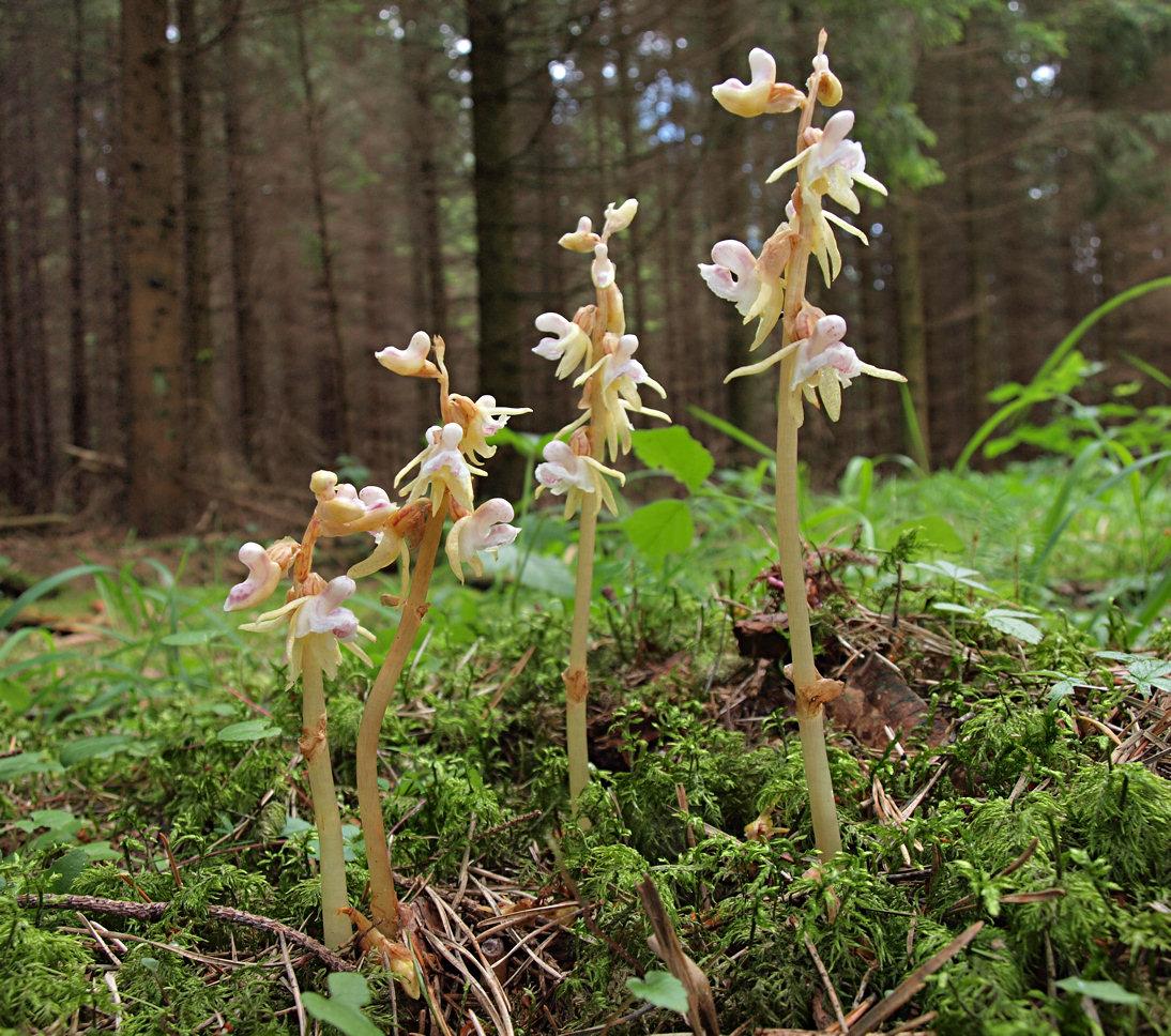 epipogium aphyllum