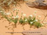 acheb chrysanthemum macrocarpum