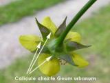 calicule geum urbanum