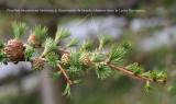 brachyblaste larix europaea