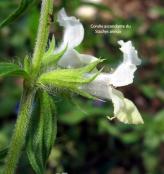 corolle ascendante Stachys annua