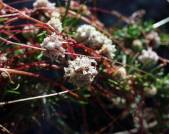 Cuscuta alba