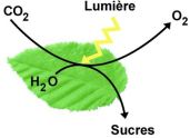 photosynthese