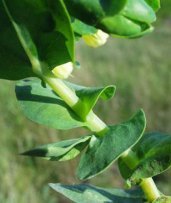 cerinthe