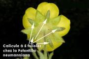 calicule Potentilla neumanniana