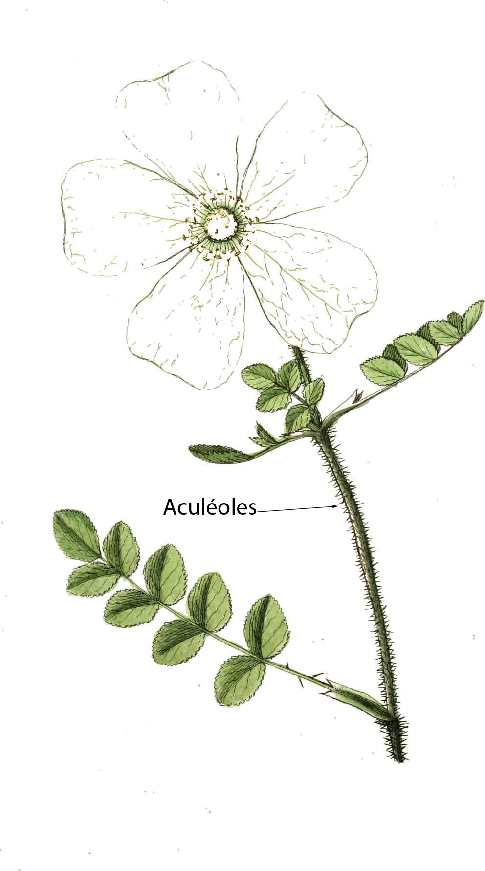 aculeole