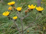 Hieracium umbellatum