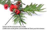 arille taxus