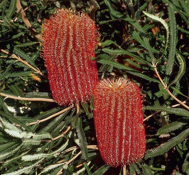 Banksia brownii