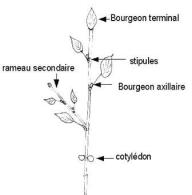bourgeon apical terminal