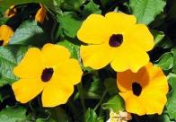 thunbergia alata