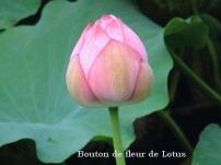 bouton lotus