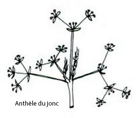 anthele