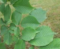 ulmus montana
