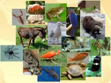 biodiversite