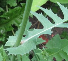 sonchus