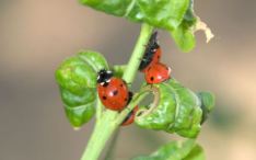 biocontrole