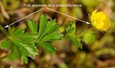 potentilla verna