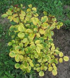 chlorose