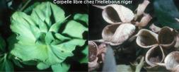 carpelle helleborus niger 