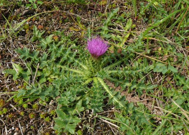 cirsium acaule