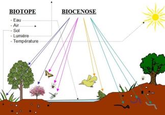 biocenose