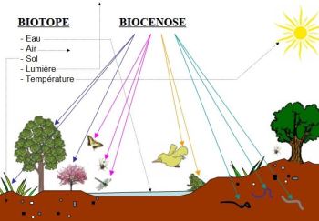 biotope