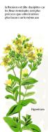 fleurs basipetes hypericum
