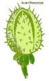 acanthocarpe