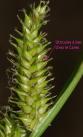 utricule a bec carex