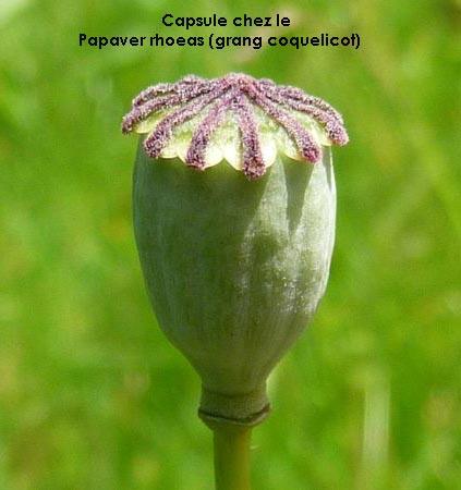 capsule Papaver rhoeas