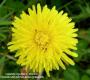 capitule liguliflore Taraxacum campylodes