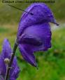 casque Aconitum napellus