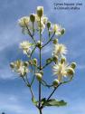 cyme bipare clematis vitalba