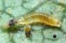 larve Feltiella acarisuga