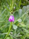 Vicia sativa 