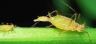 Parthenogenese
