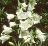 campanula persicifolia alba