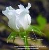 calice rubus pubescens