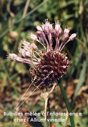 bulbilles allium vineale