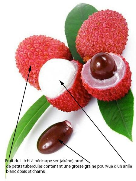 arille litchi