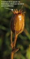 capsule melandrium