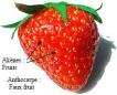 Anthocarpe fraise