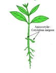 anisocotylie