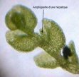amphigastre