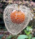 angiocarpe physalis alkekengi 